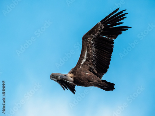 Griffon Vulture. Bird in flight.