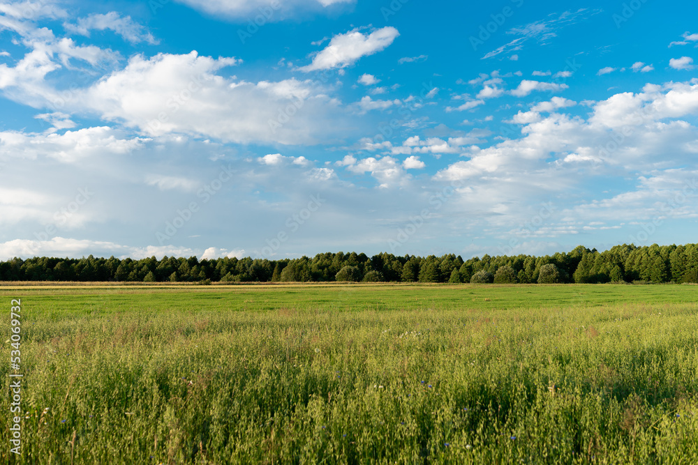 wheat field and blue sky