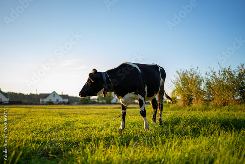 cow on a meadow