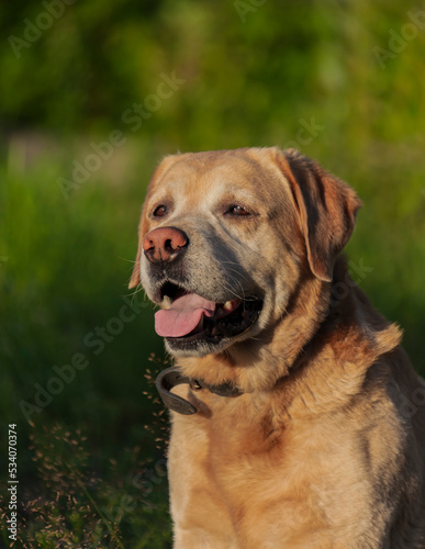 Portrait of fawn Labrador sitting against background of green vegetation.