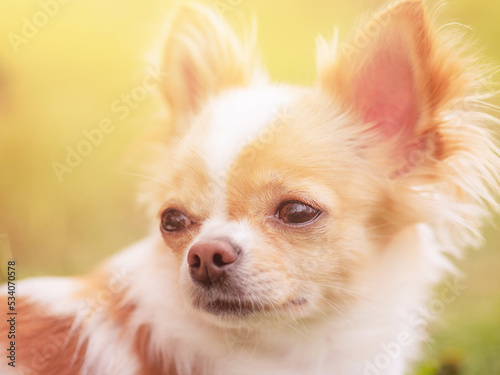 Portrait of a long-haired chihuahua of white and red color. Mini dog on a background of grass. © Lesia