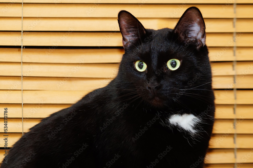 Huge black cat 2025