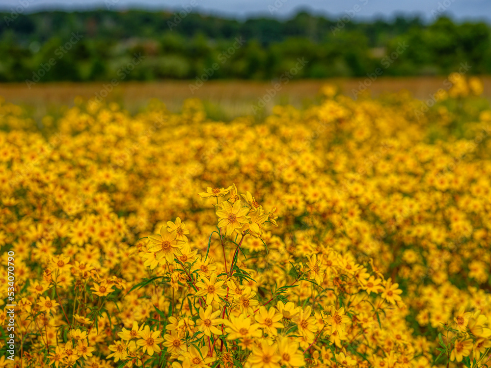 field of yellow flowers field of yellow flowers