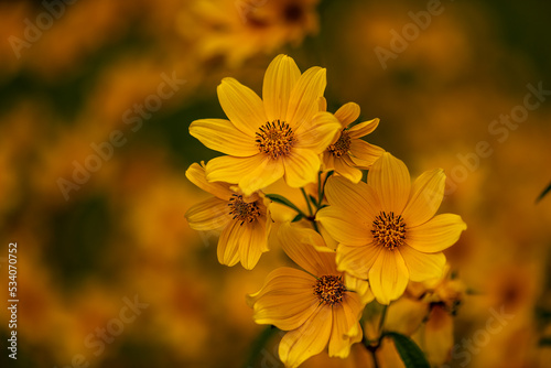 yellow flowers of the sun