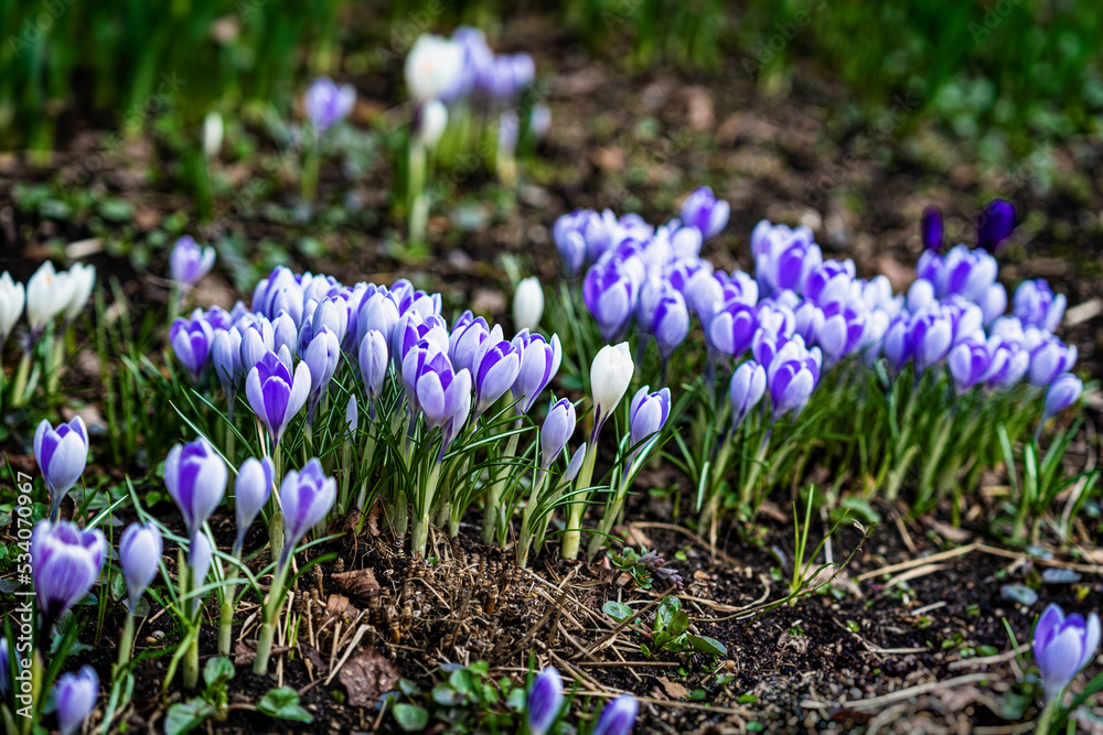 Picturesque group of tender blue crocuses in forest glade
