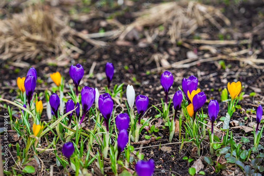 Bright group of bright multicolored crocuses on dark ground of forest glade, garden Bright group of bright multicolored crocuses on dark ground of forest glade, garden
