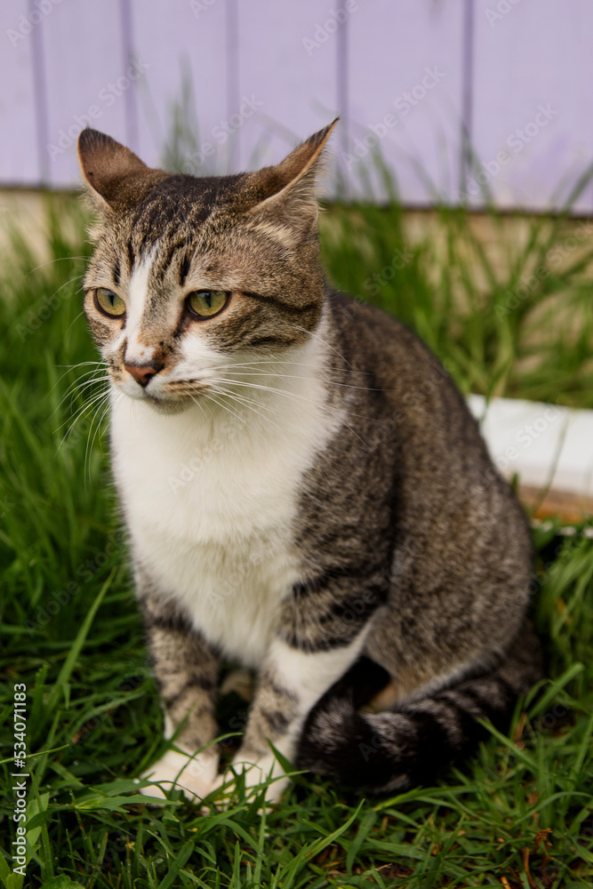 cat on the grass