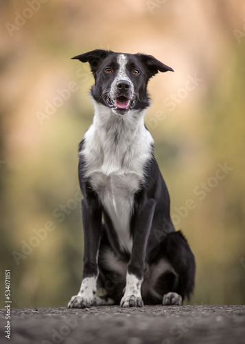 Border Collie dog black and white outdoor