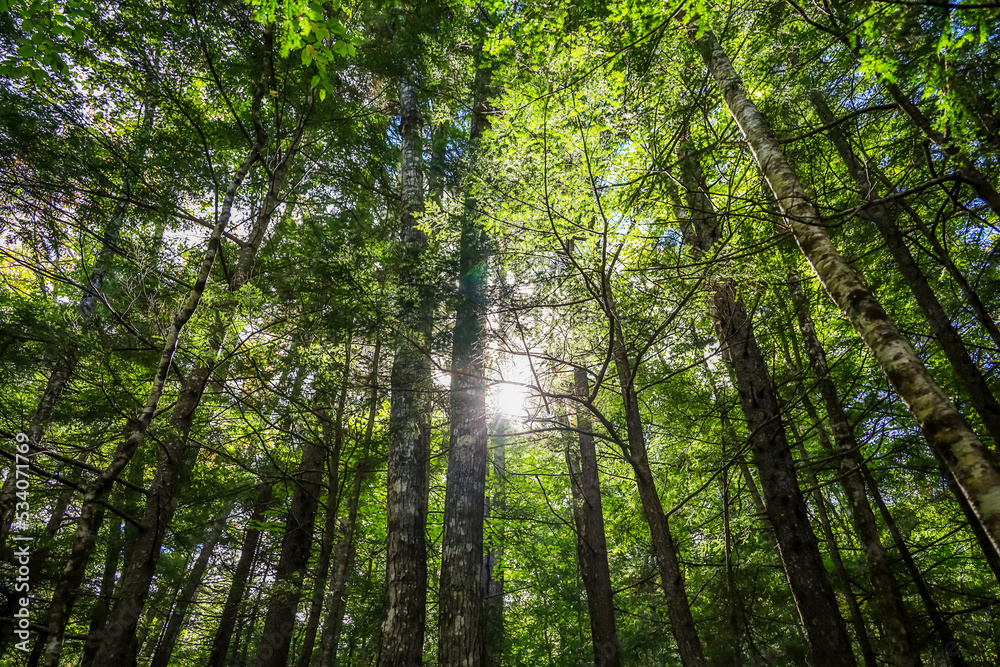 Sun shining through the trees of the forest in the fall Sun shining through the trees of the forest in the fall