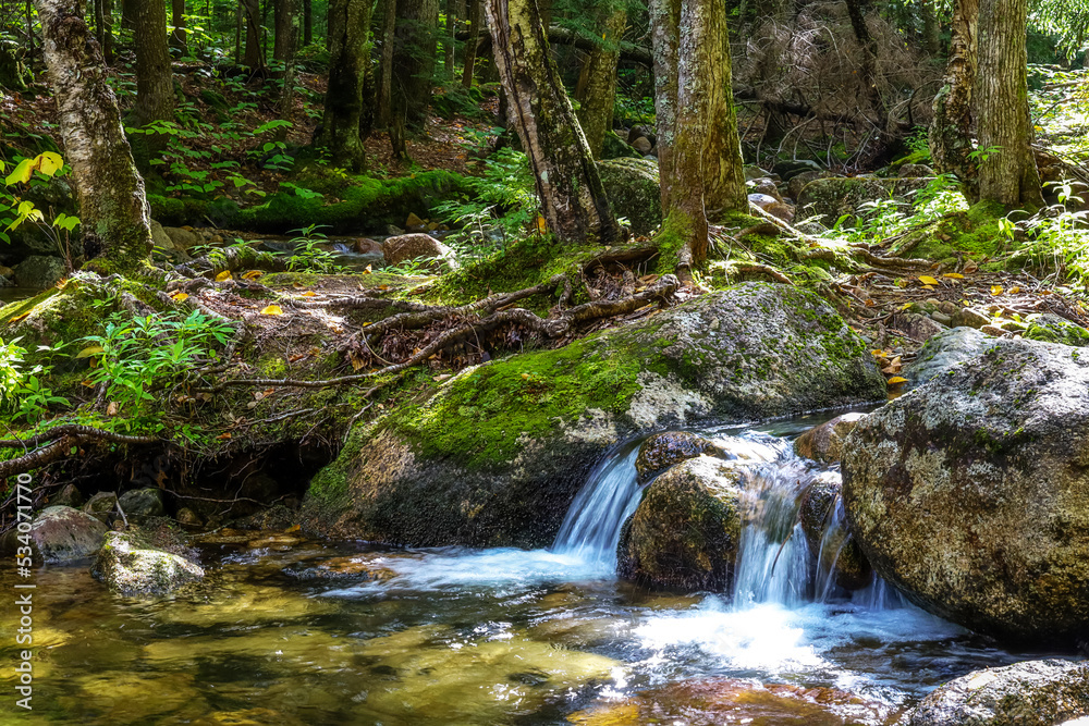 Rushing river going through the forest between mountains in the fall