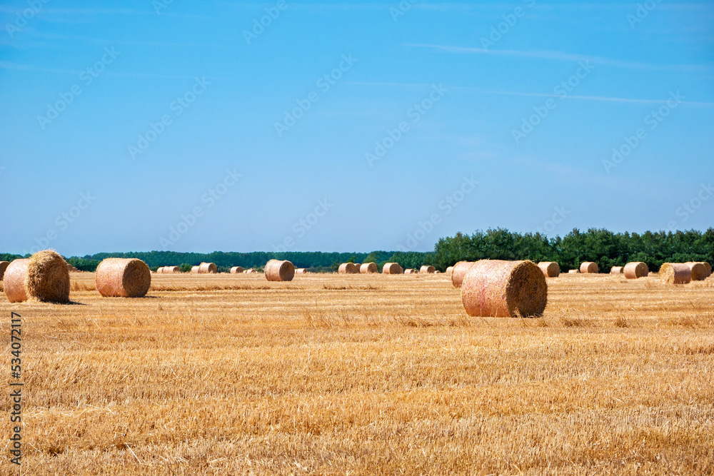 A field of ripe wheat with haystacks against a blue sky on a sunny day. Growing grain crops in the fields of an eco-farm