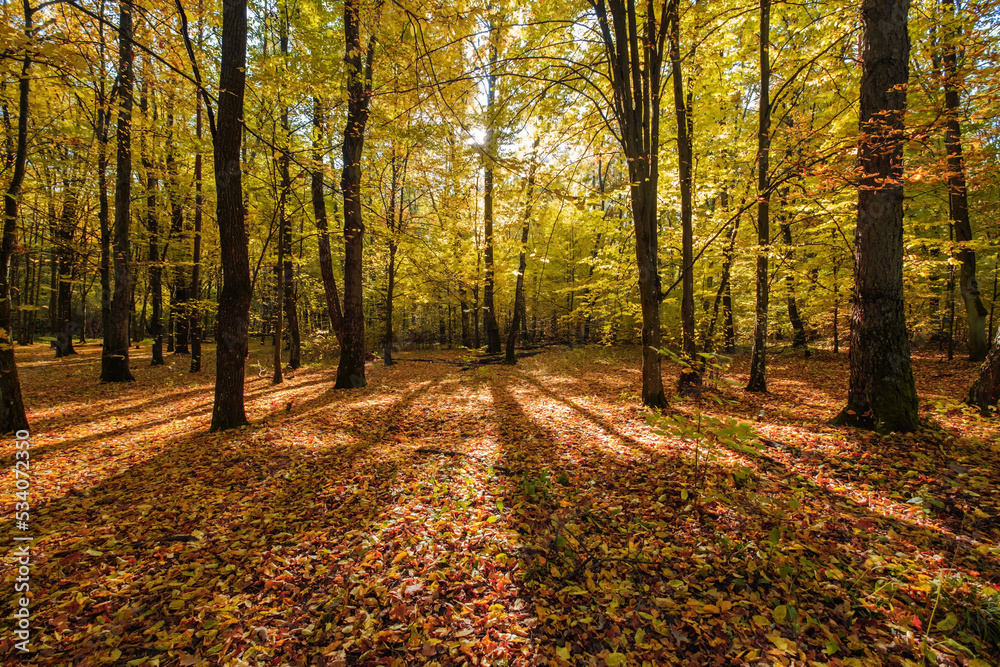 Obraz premium Bright sunny October day in a beautiful autumn forest