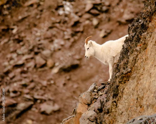 Dall Sheep Staring Down the Hill 