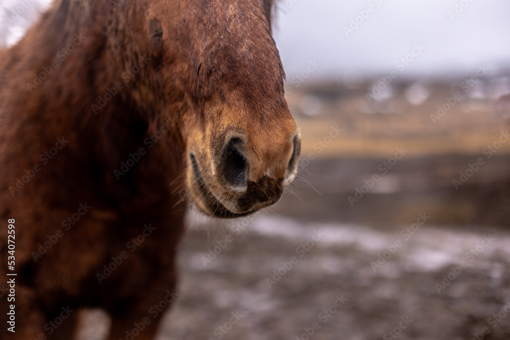 Fototapeta premium Caballo marrón, morro en primer plano.