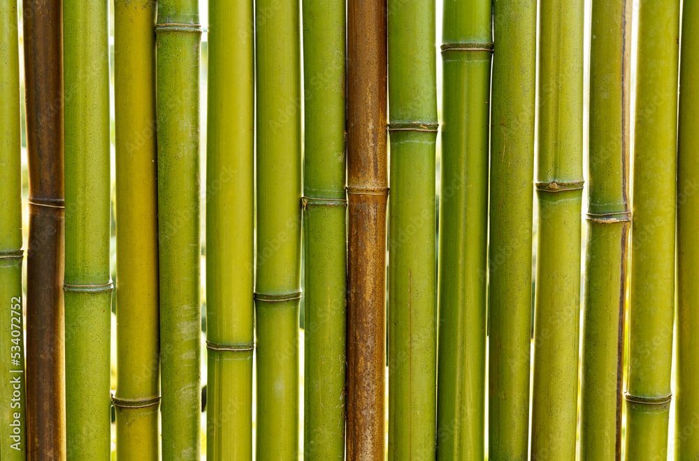 Green bamboo wall texture background. Backgrounds and textures. Green bamboo wall texture background. Backgrounds and textures.