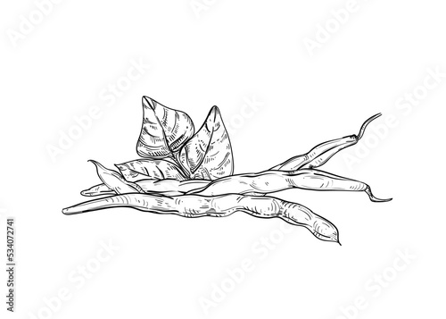 Hand drawn sketch black and white illustration set of string bean, leaf. Vector illustration. Elements in graphic style label, sticker, menu, package. Engraved style illustration.
