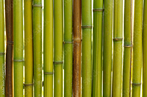 Green bamboo wall texture background. Backgrounds and textures.
