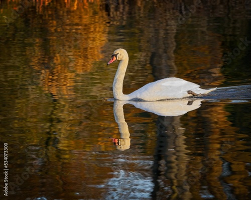 Mute swan at sunset on river Thames with autumn colours 