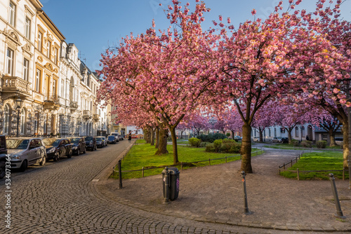 Japanische Kirschblüte Krefeld