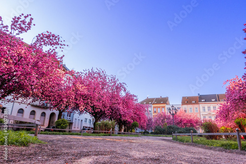 Japanische Kirschblüte Krefeld
