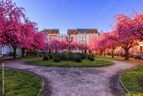 Japanische Kirschblüte Krefeld