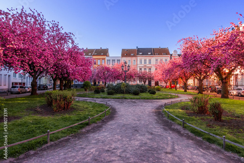 Japanische Kirschblüte Krefeld