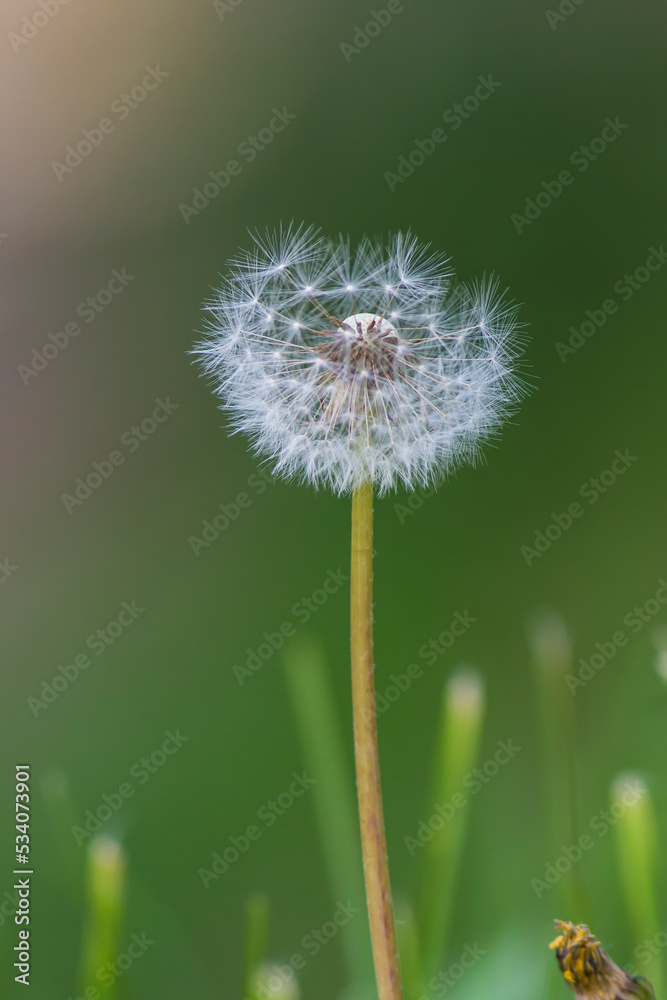 dandelion on a background of grass