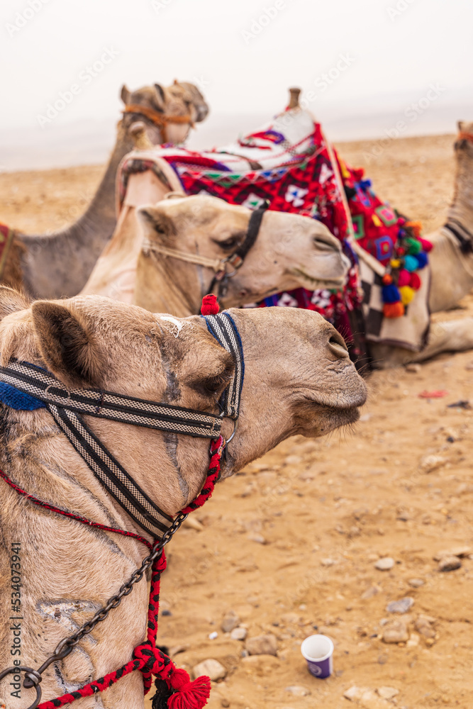 Fototapeta premium Camels in halters in Giza, Cairo.