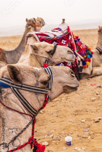 Camels in halters in Giza, Cairo.