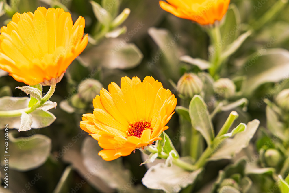 Egyptian garden growing for marigolds for harvest. Egyptian garden growing for marigolds for harvest.