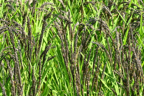 Acient rice varieties cultivation. (called Kodaimai in Japan). Cultivated since ancient times, rice is highly nutritious and attracts attention as a health food.