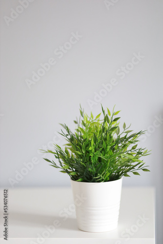 a beautiful green flower in a white pot stands on a white table in a room on a light gray background