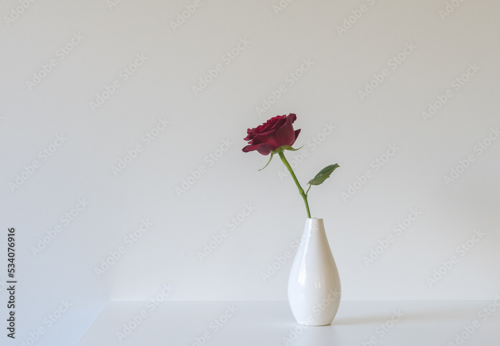 Single red rose in small vase against white background - romance concept Single red rose in small vase against white background - romance concept
