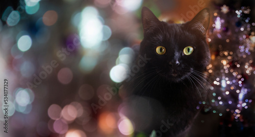 black cat with Christmas tree lights
