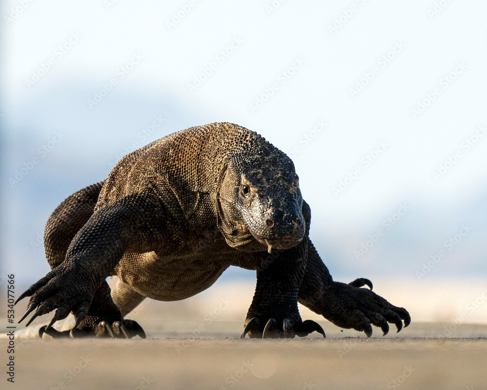 Obraz premium Komodo dragon (Varanus komodoensis) on Komodo Island of Indonesian archipelago, a world heritage site.