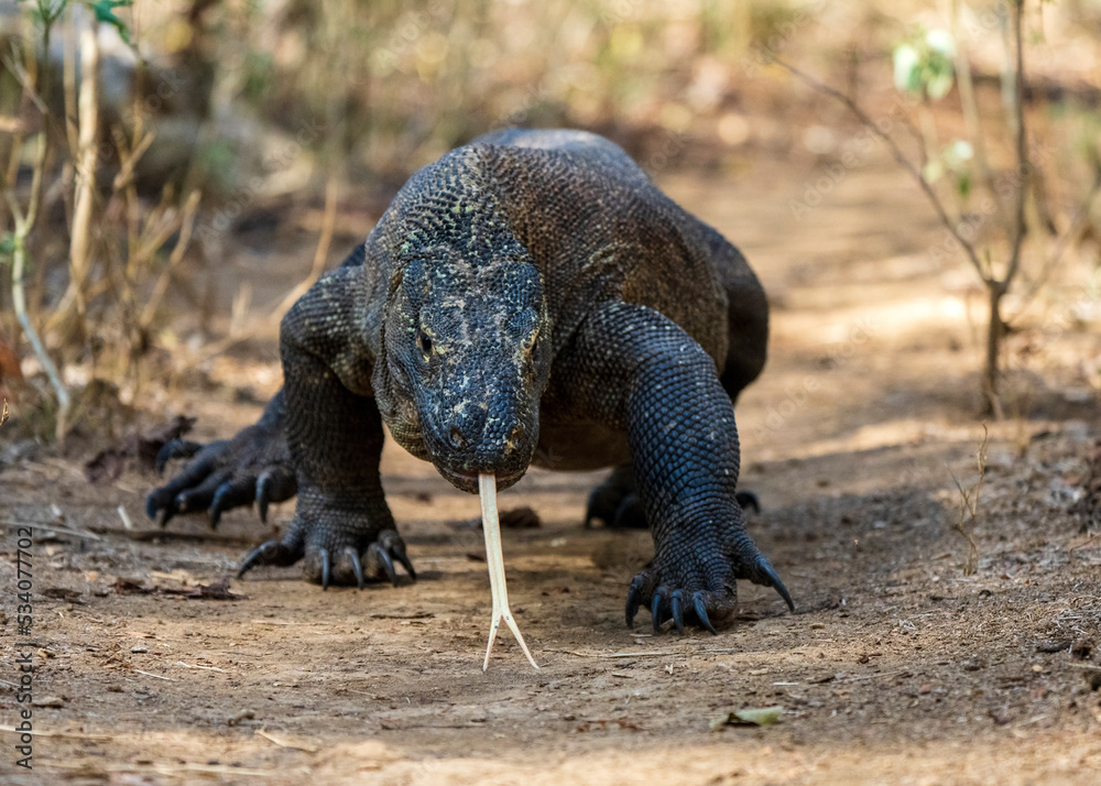 Komodo dragon (Varanus komodoensis) on Komodo Island of Indonesian ...