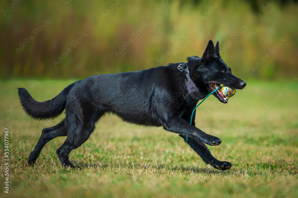 Black german shepherd dog running with the ball on rope