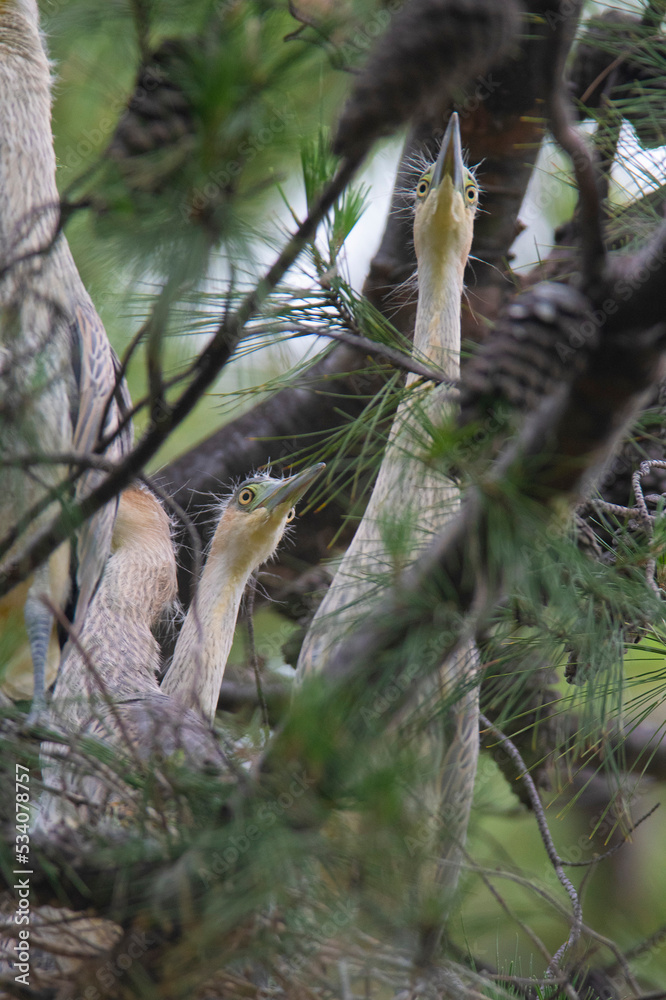 Fototapeta premium Whistling&nbsp; Heron ,Syrigma sibilatrix , .Iberà Marshes, Corrientes Province, Argentina