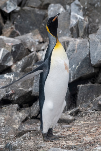 Emperor penguin Aptenodytes forsteri  in Port Lockroy  Goudier island  Antartica.