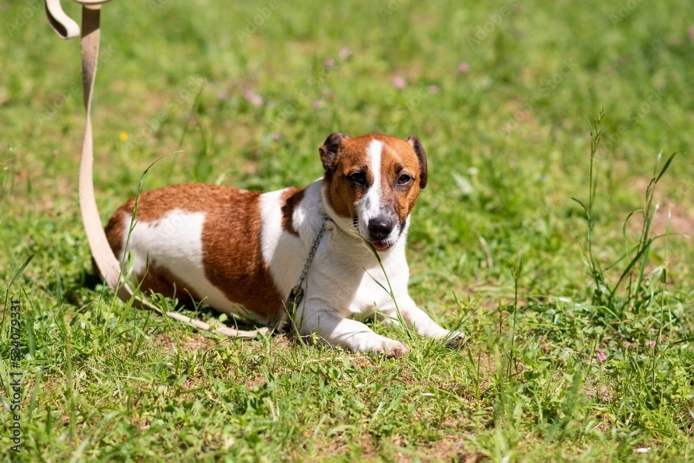 Jack Russell Terrier, on the grass in the park.