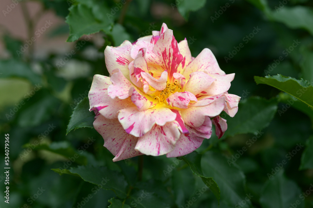 エドガー・ドガ バラの花 エドガー・ドガ バラの花