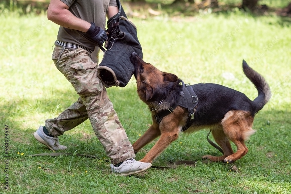 Attacking German Shepherd