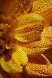 yellow dahlia flower with drops of water