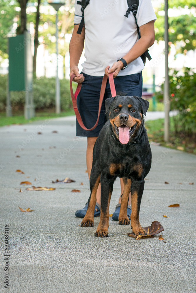 Man taking pet rottweiler dog for a walk outdoor in the park.