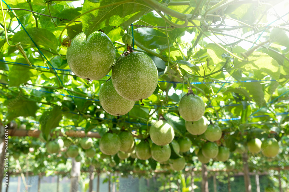 Passion fruit on the tree in passion fruit farm.