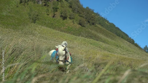 A beautiful white horse is eating grass in the vast savanna