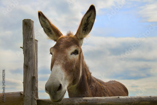 donkey big ears on blue cloudy sky wooden fence farm animal livestock