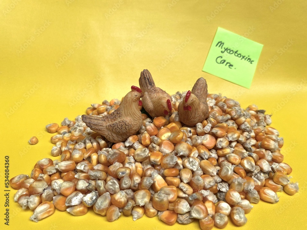 Obraz premium Micotoxin Care in Corn for Poultry Feed