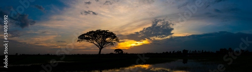 panoramic silhouette trees with sunset The acacia tree is a shadow against the setting sun. Dark trees on open field, dramatic sunrise.