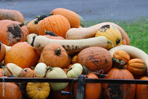 Courges